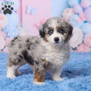 Banjo, Mini Aussiedoodle Puppy